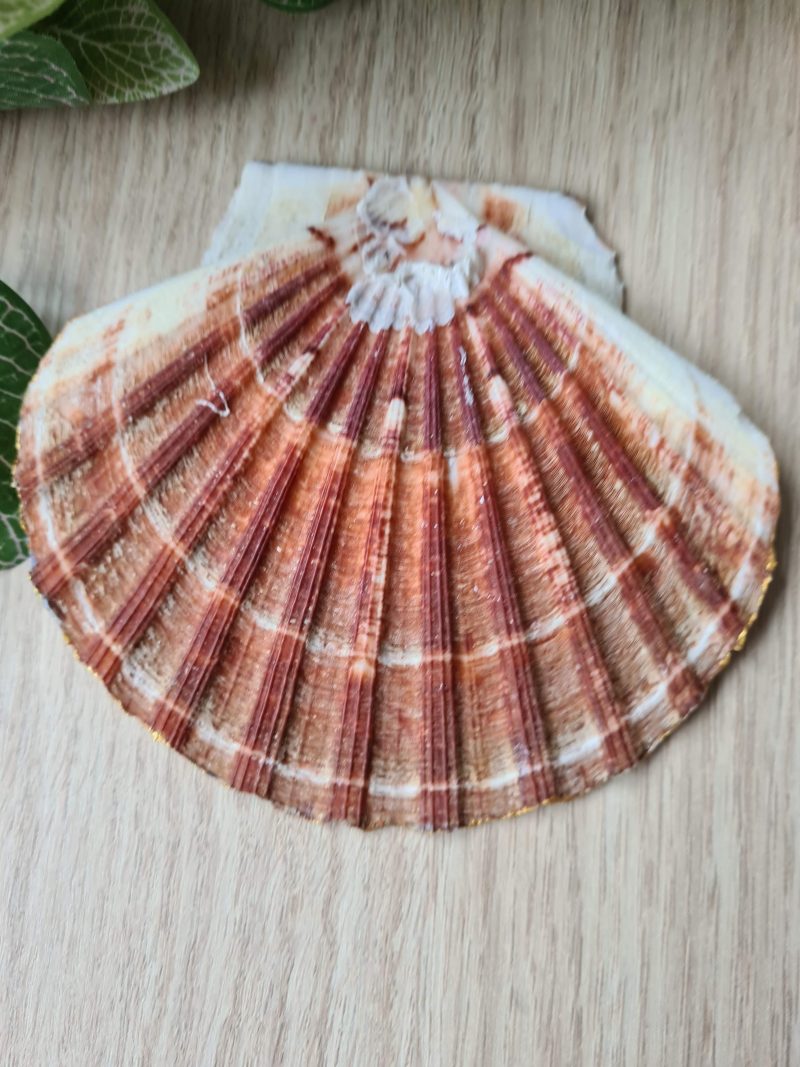 Scallop shell trinket dish poppy and cornflower design gold edges