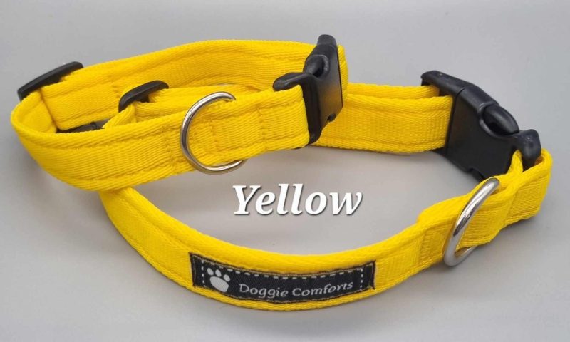 yellow dog collar