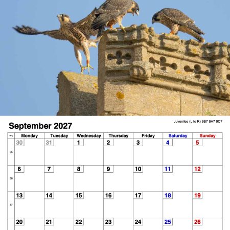 2027 A4 Calendar - Stamford Peregrines