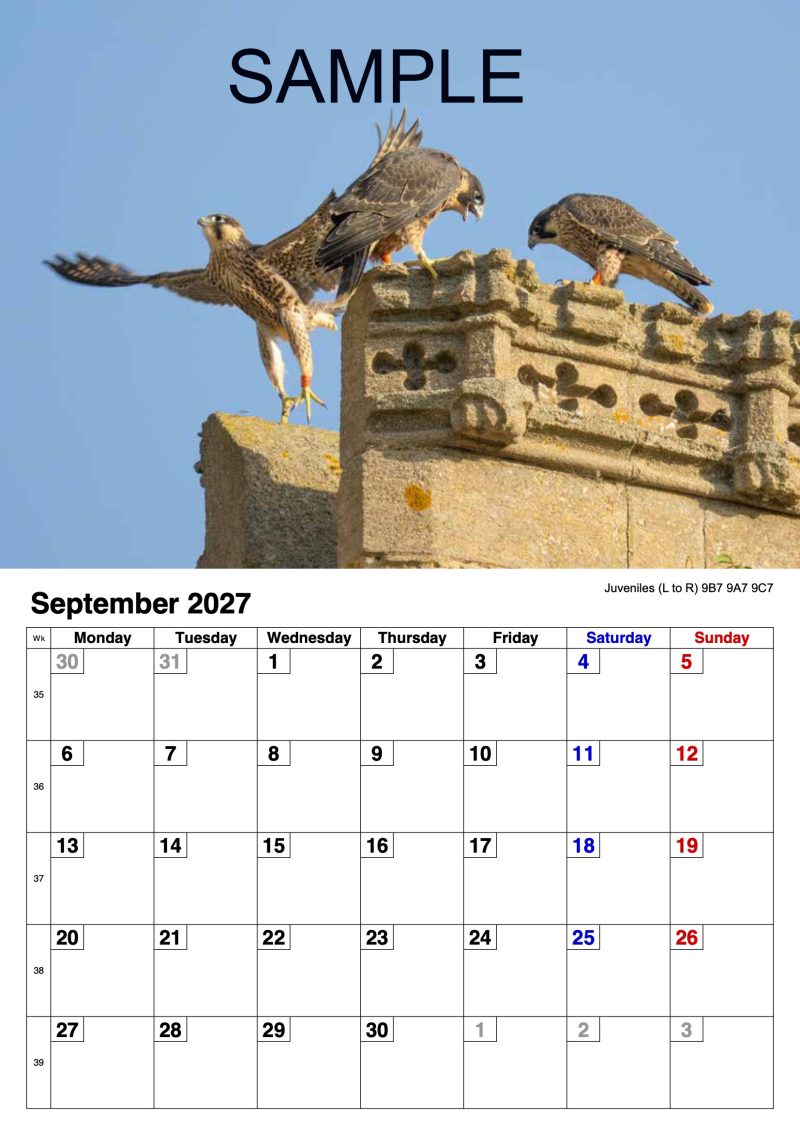 2027 A4 Calendar - Stamford Peregrines