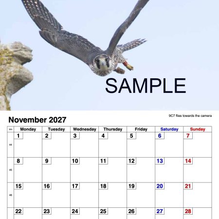 2027 A4 Calendar - Stamford Peregrines