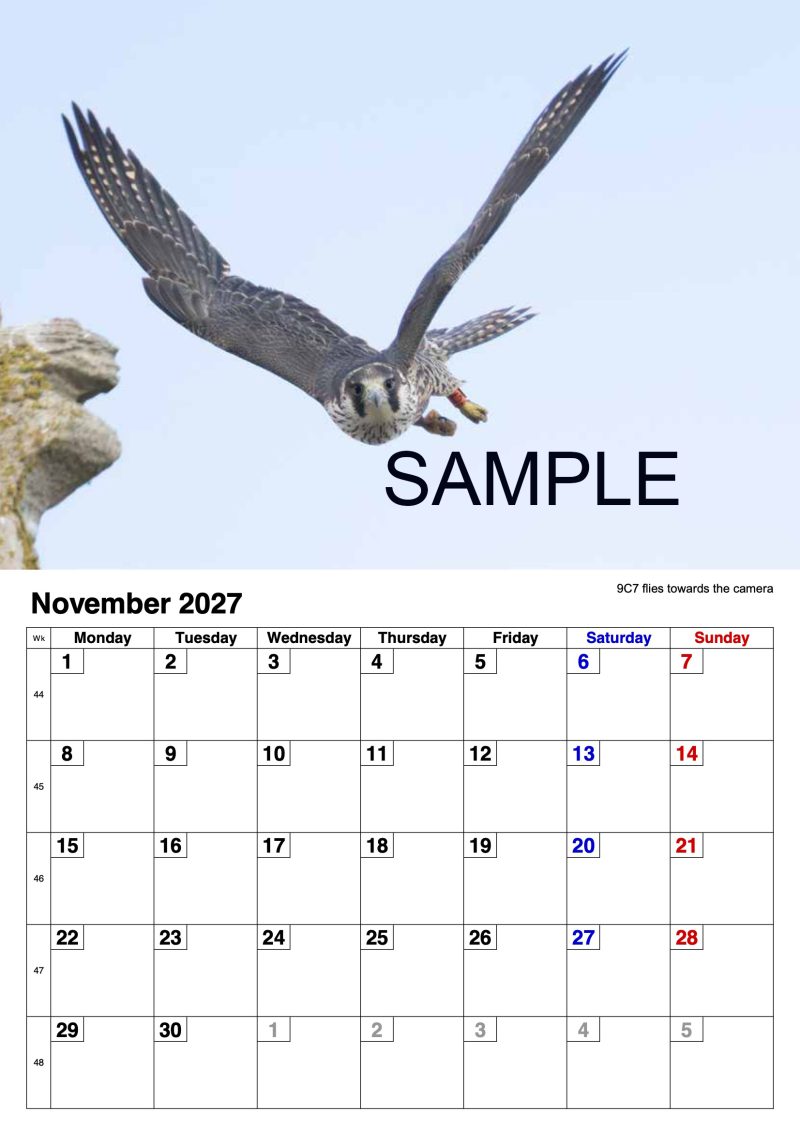 2027 A4 Calendar - Stamford Peregrines