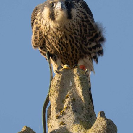 2027 A4 Calendar - Stamford Peregrines