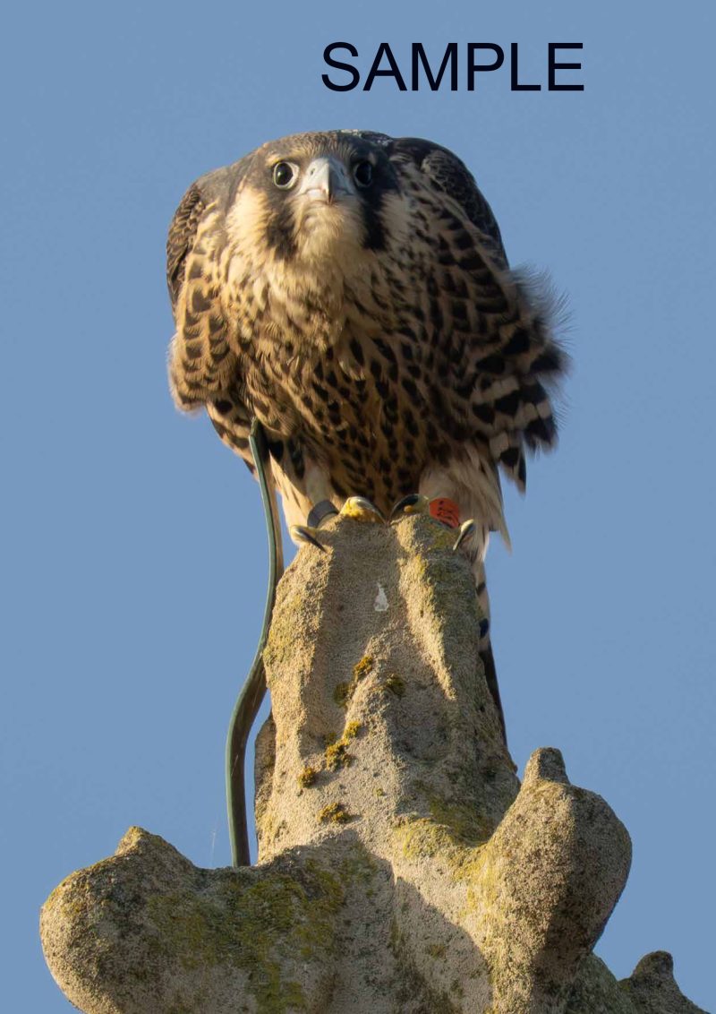 2027 A4 Calendar - Stamford Peregrines