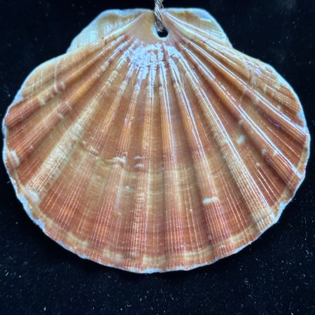 Shell Christmas ornament
