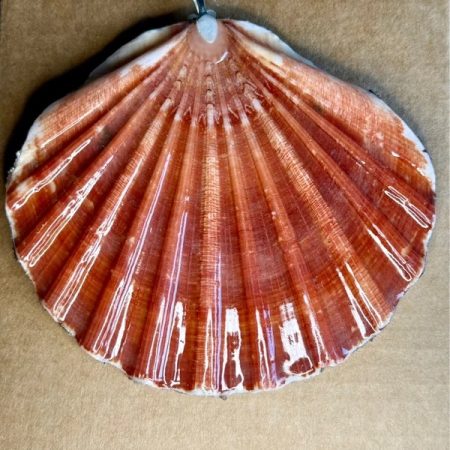 Christmas ornament shell with hanging loop