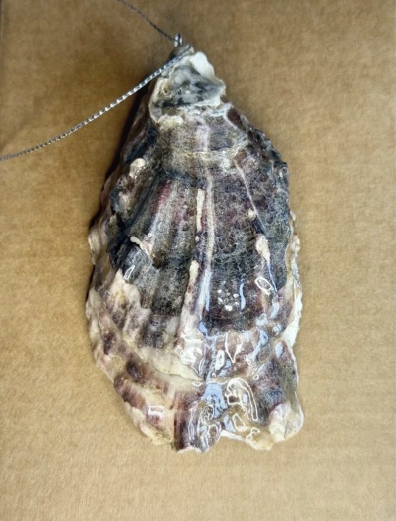 Oyster shell Christmas ornament, multicoloured decoupage