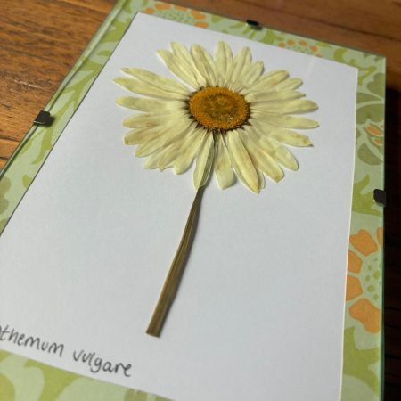 Real Pressed Flower Art in A6 Clip Frame - Ox-Eye Daisy Flower