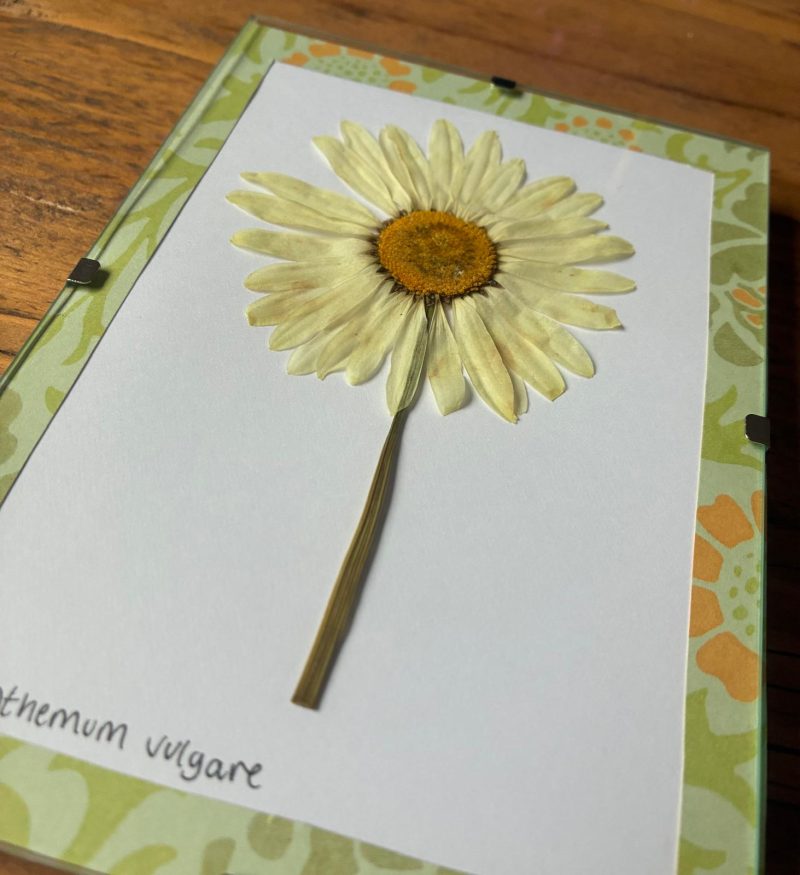 Real Pressed Flower Art in A6 Clip Frame - Ox-Eye Daisy Flower