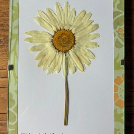 Real Pressed Flower Art in A6 Clip Frame - Ox-Eye Daisy Flower
