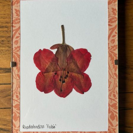 Real Pressed Flower Art in A6 Clip Frame - Rhododendron Flower