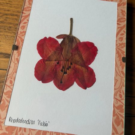 Real Pressed Flower Art in A6 Clip Frame - Rhododendron Flower