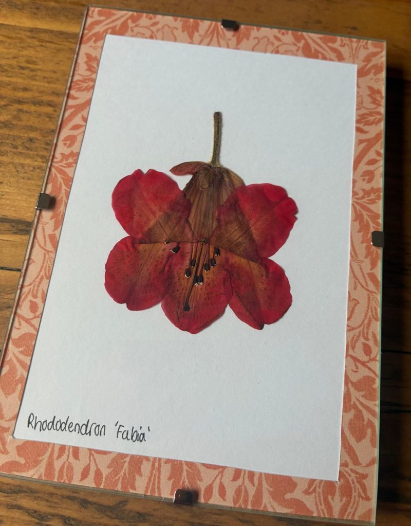 Real Pressed Flower Art in A6 Clip Frame - Rhododendron Flower