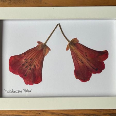 Real Pressed Flower Art in Wooden Frame - Rhododendron Flowers