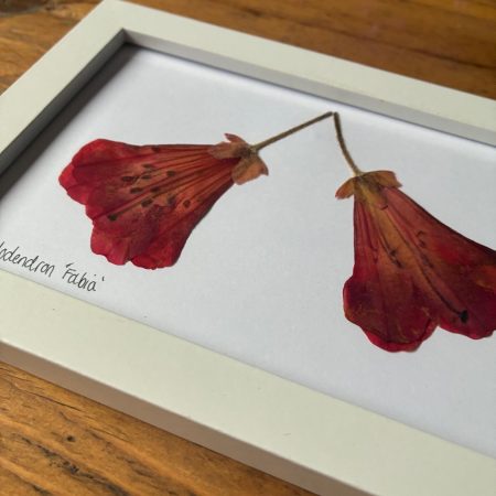 Real Pressed Flower Art in Wooden Frame - Rhododendron Flowers