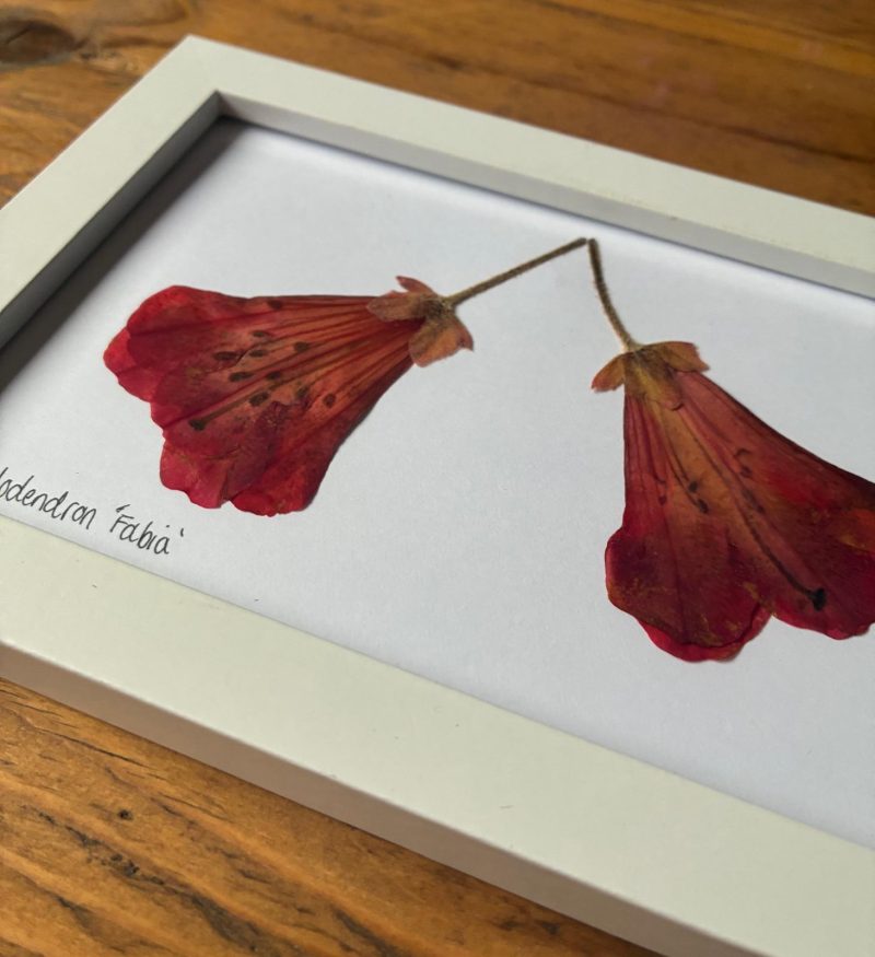 Real Pressed Flower Art in Wooden Frame - Rhododendron Flowers