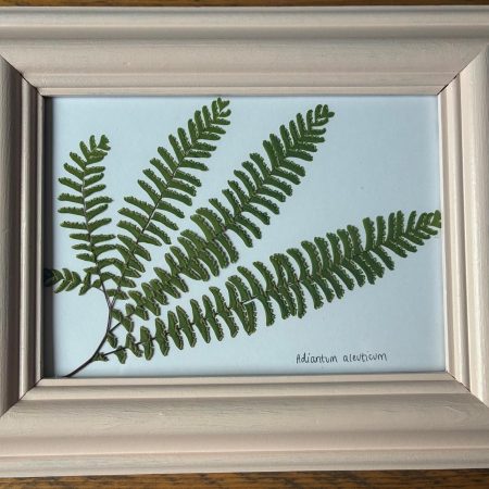 Real Pressed Leaf in Hand Painted Wooden Frame - Fern Frond(leaf)