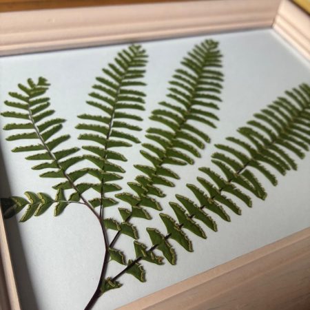Real Pressed Leaf in Hand Painted Wooden Frame - Fern Frond(leaf)