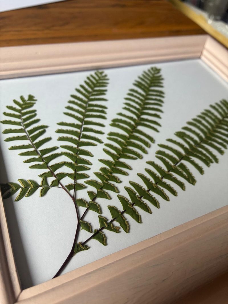 Real Pressed Leaf in Hand Painted Wooden Frame - Fern Frond(leaf)