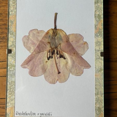 Real Pressed Flower Art in A6 Clip Frame - Rhododendron Flower