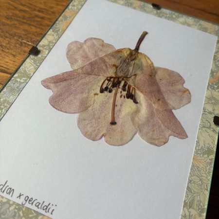 Real Pressed Flower Art in A6 Clip Frame - Rhododendron Flower