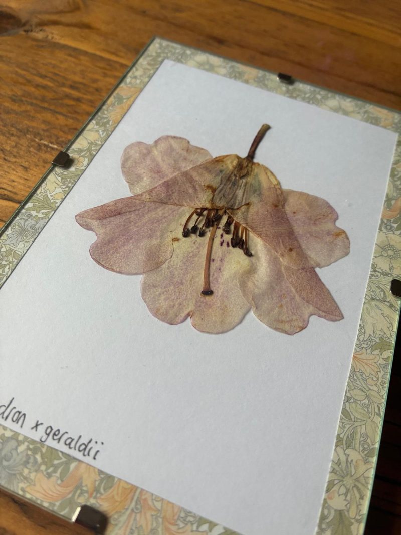 Real Pressed Flower Art in A6 Clip Frame - Rhododendron Flower