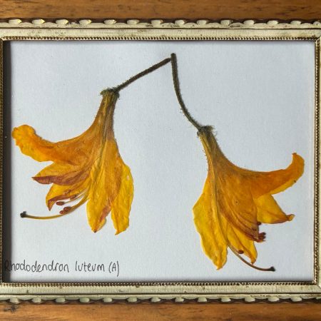 Real Pressed Flower Art in Metal Frame - Rhododendron (Azalea Type) Flowers