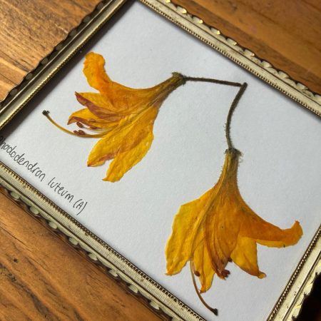 Real Pressed Flower Art in Metal Frame - Rhododendron (Azalea Type) Flowers