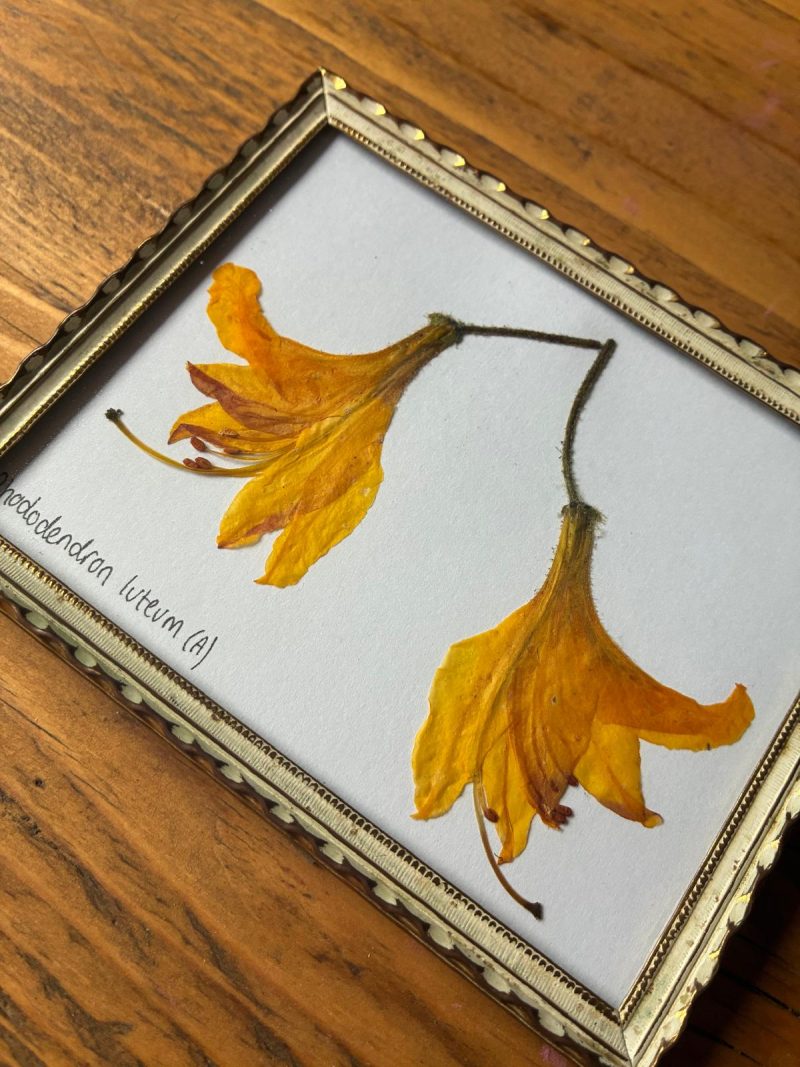 Real Pressed Flower Art in Metal Frame - Rhododendron (Azalea Type) Flowers