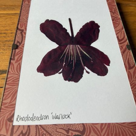 Real Pressed Flower Art in A6 Clip Frame - Rhododendron Flower