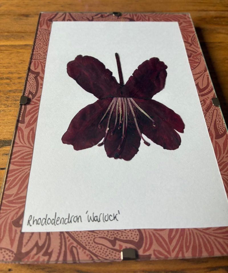 Real Pressed Flower Art in A6 Clip Frame - Rhododendron Flower