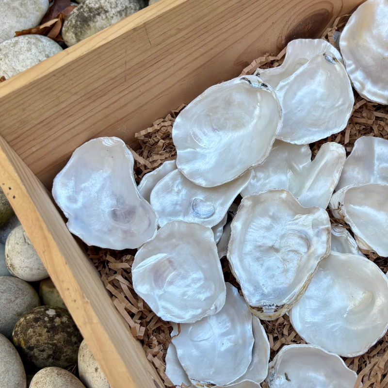 wooden box containing natural oyster shell’s prepared for SHUCKED's superbly cynical messages
